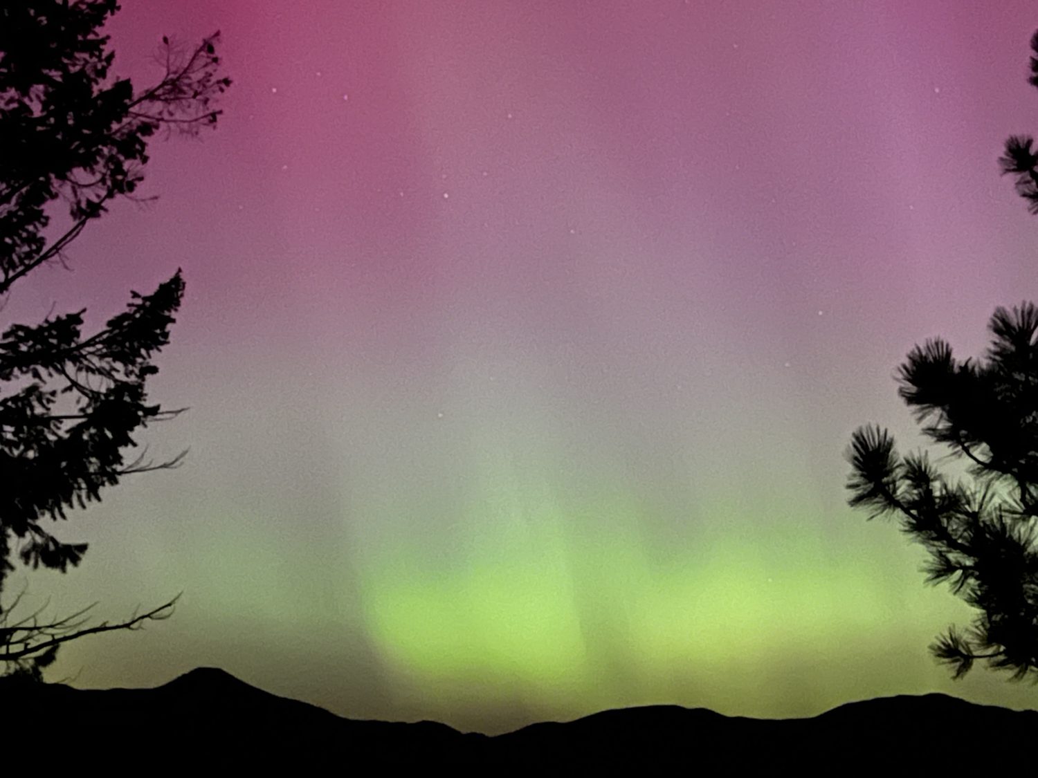 Green and magenta aurora above the ridgeline, framed by ponderosa pines