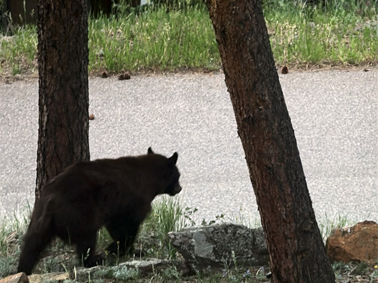 A cinnamon black bear walking between two ponderosa pines