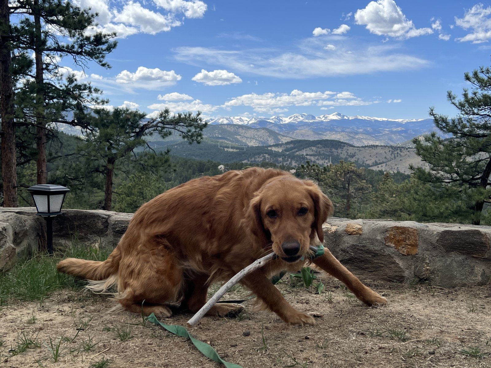 A dog relaxing on the patio with the mountains behind